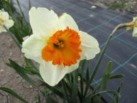 Narcis 'Gentle Giant' - Velkokorunné narcisy (Narcissus)