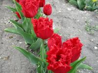 Tulipán 'Indiana' - Třepenité tulipány (Tulipa)