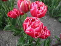 Tulipán 'Columbus' - Plnokvěté rané tulipány (Tulipa)