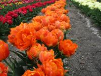 Tulipán 'Orca' - Plnokvěté rané tulipány (Tulipa)