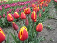 Tulipán 'Renee Drake' - Triumph tulipány (Tulipa)