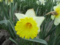 Narcis 'Las Vegas' - Trubkovité narcisy (Narcissus)