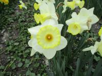 Narcis 'Mabelle' - Trubkovité narcisy (Narcissus)