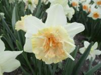 Narcis 'Petit Four' - Plnokvěté narcisy (Narcissus)