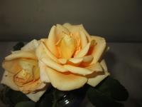 Růže 'Nette Ingeborg' - Velkokvěté růže (Rosa)