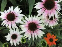 Třapatkovka nachová 'Pink Tip' (Echinacea purpurea)