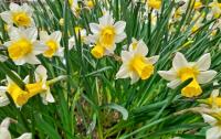 Narcis 'Golden Echo' - Jonquilla narcisy (Narcissus)