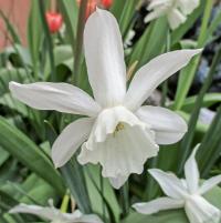 Narcis 'Thalia' - Triandrus narcisy (Narcissus)