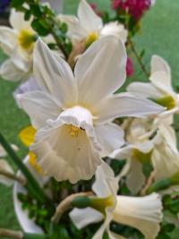Narcis 'Lady Madonna' - Cyclamineus narcisy (Narcissus)
