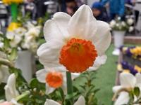 Narcis 'Skype' - Velkokorunné narcisy (Narcissus)