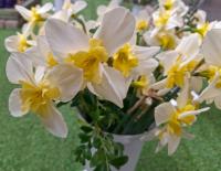 Narcis 'Bella Estrella' - Collar narcisy (Narcissus)