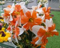 Narcis 'Electrus' - Collar narcisy (Narcissus)