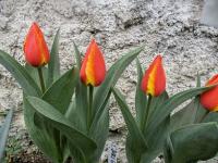 Tulipán 'Juri Gagarin' - Greigii tulipány (Tulipa)