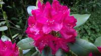 Pěnišník 'Nova Zembla' (Rhododendron)