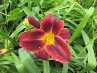 Denivka 'Mahogany Whispers' (Hemerocallis)