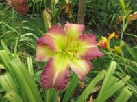 Denivka 'Regency Heights' (Hemerocallis)