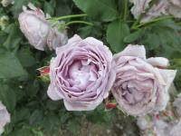 Růže 'Novalis' - Mnohokvěté růže (Rosa)