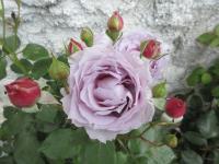 Růže 'Novalis' - Mnohokvěté růže (Rosa)