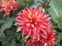 Jiřinka 'Art Deco' - Gallery jiřinky (Dahlia)