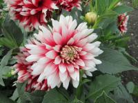 Jiřinka 'Red Empire' - Dekorační jiřinky (Dahlia)