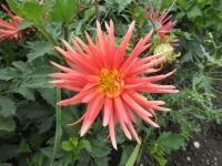 Jiřinka 'Park Record' - Kaktusovité jiřinky (Dahlia)