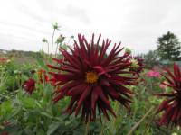 Jiřinka 'Trebbiano' - Kaktusovité jiřinky (Dahlia)