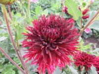Jiřinka 'Kenora Macop B' - Třepenité jiřinky (Dahlia)