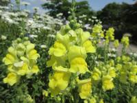 Hledík větší 'Ribaro Yellow' (Antirrhinum majus)