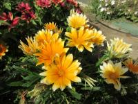 Gazanie zářivá 'Zany Sunny Side Up' (Gazania rigens)