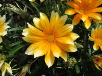 Gazanie zářivá 'Zany Sunny Side Up' (Gazania rigens)