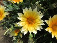 Gazanie zářivá 'Zany Sunny Side Up' (Gazania rigens)