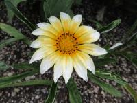 Gazanie zářivá 'Zany Sunny Side Up' (Gazania rigens)