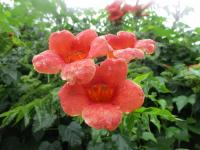 Křivouš kořenující (Campsis radicans)