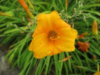 Denivka 'CZ Orion' (Hemerocallis)