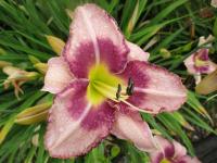 Denivka 'Edge Ahead' (Hemerocallis)
