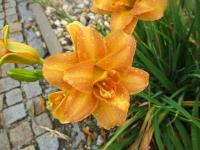 Denivka 'Double Almond' (Hemerocallis)