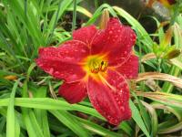 Denivka 'Douglas Dale' (Hemerocallis)