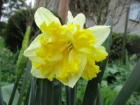 Narcis 'Banana Splash' - Collar narcisy (Narcissus)