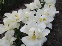 Tulipán 'Popcorn' - Plnokvěté rané tulipány (Tulipa)