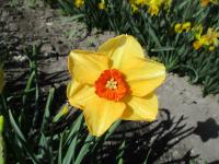 Narcis 'Sabine Hay' - Malokorunné narcisy (Narcissus)