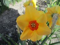 Narcis 'Sabine Hay' - Malokorunné narcisy (Narcissus)