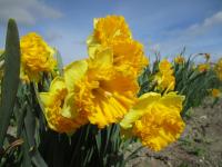 Narcis 'Beowulf' - Velkokorunné narcisy (Narcissus)