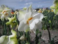 Narcis 'Victoria Von Dem Bussche' - Plnokvěté narcisy (Narcissus)
