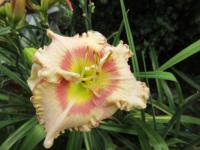 Denivka 'Smíšek (Hemerocallis)
