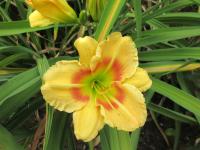 Denivka 'Leprechaun Eyes' (Hemerocallis)