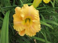Denivka 'Oriental Dancer' (Hemerocallis)