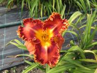 Denivka 'Tomaso Albinoni' (Hemerocallis)