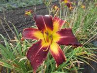 Denivka 'Spacecoast Chomp Chomp' (Hemerocallis)