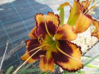 Denivka 'Bee Dance' (Hemerocallis)