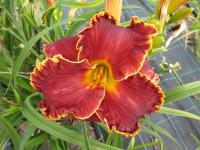 Denivka 'Willie Markus' (Hemerocallis)